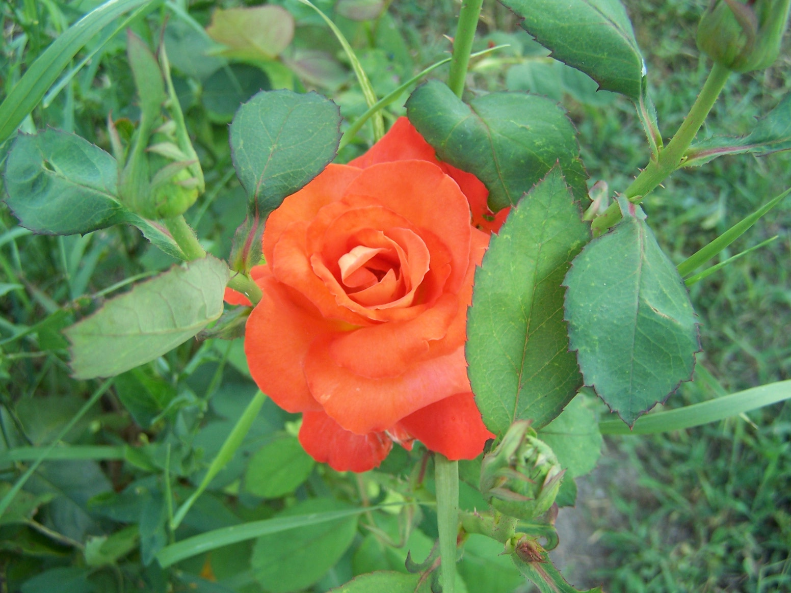 Giardiniere-rózsái (12)