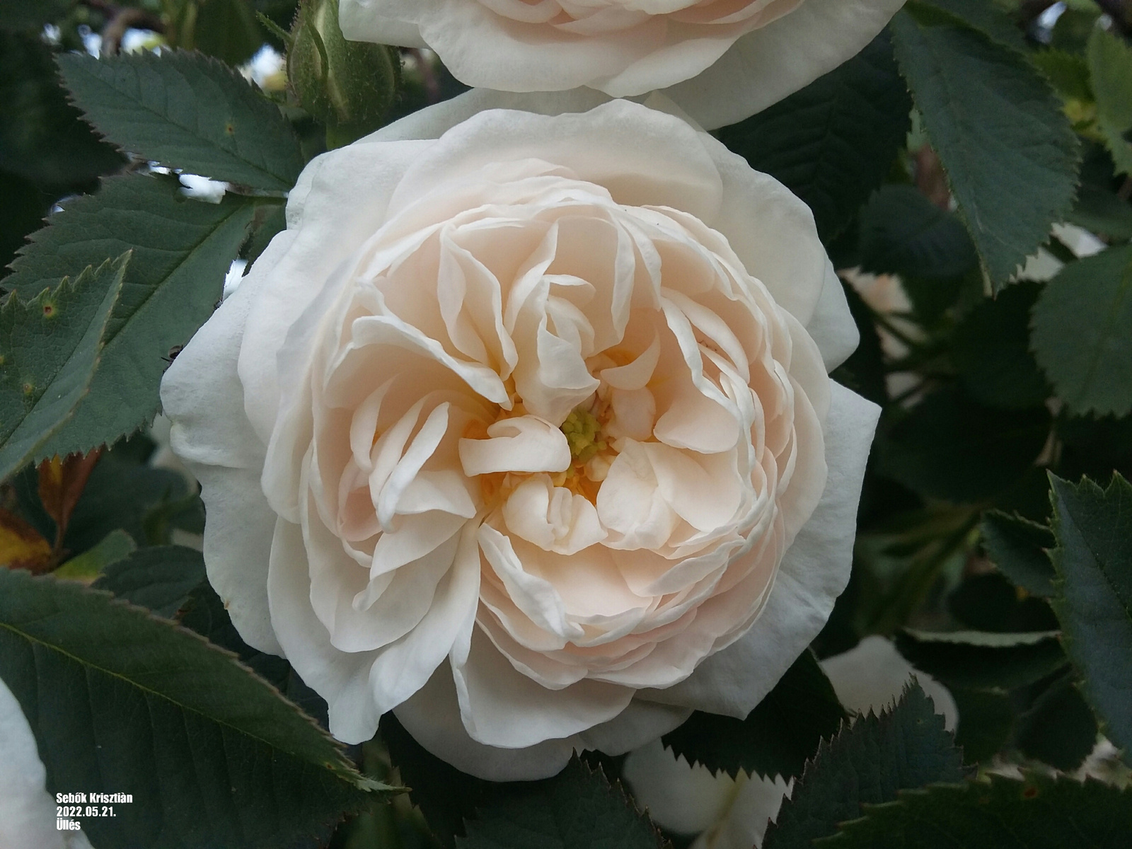 Fehér teah rózsa Üllès 2022.05.21.