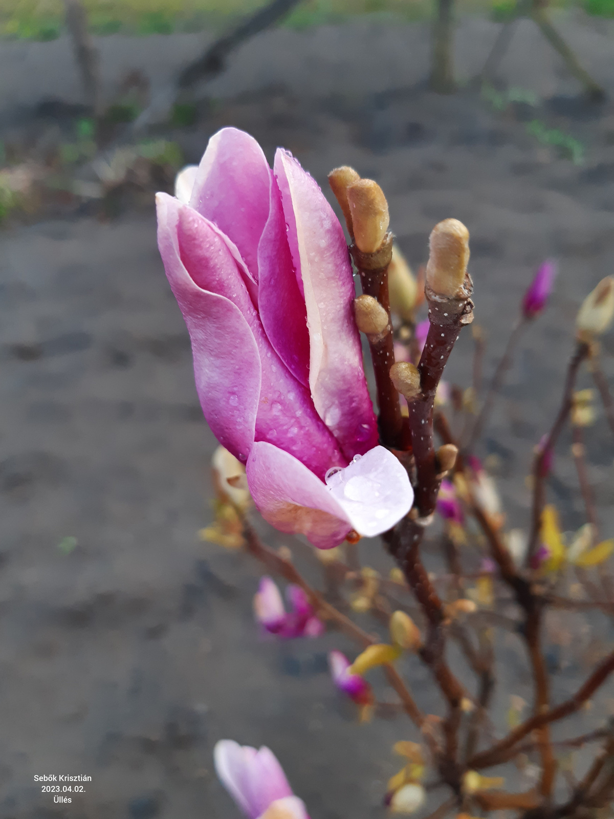 Rózsaszín magnólia virág Üllés, Rózsa dűlő 2023.