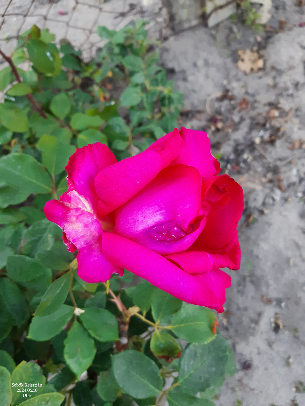 Rózsaszín rózsa Üllés 2024.05.10.