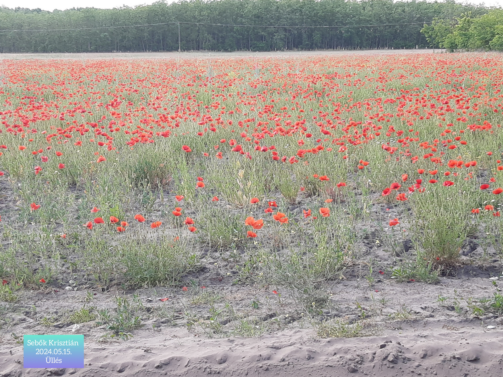 Pipacs tábla a dűlő út szélén Üllés, 2024.05.15.