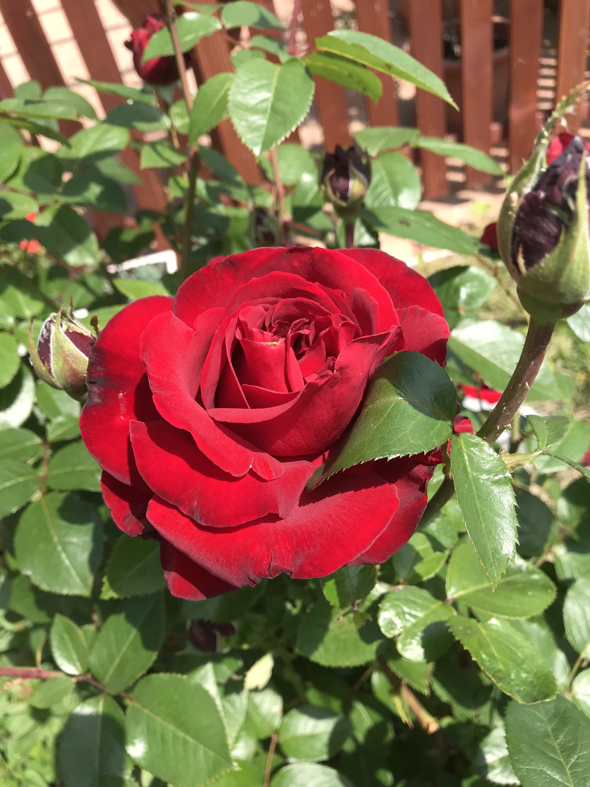 A rózsa mindig csodás
