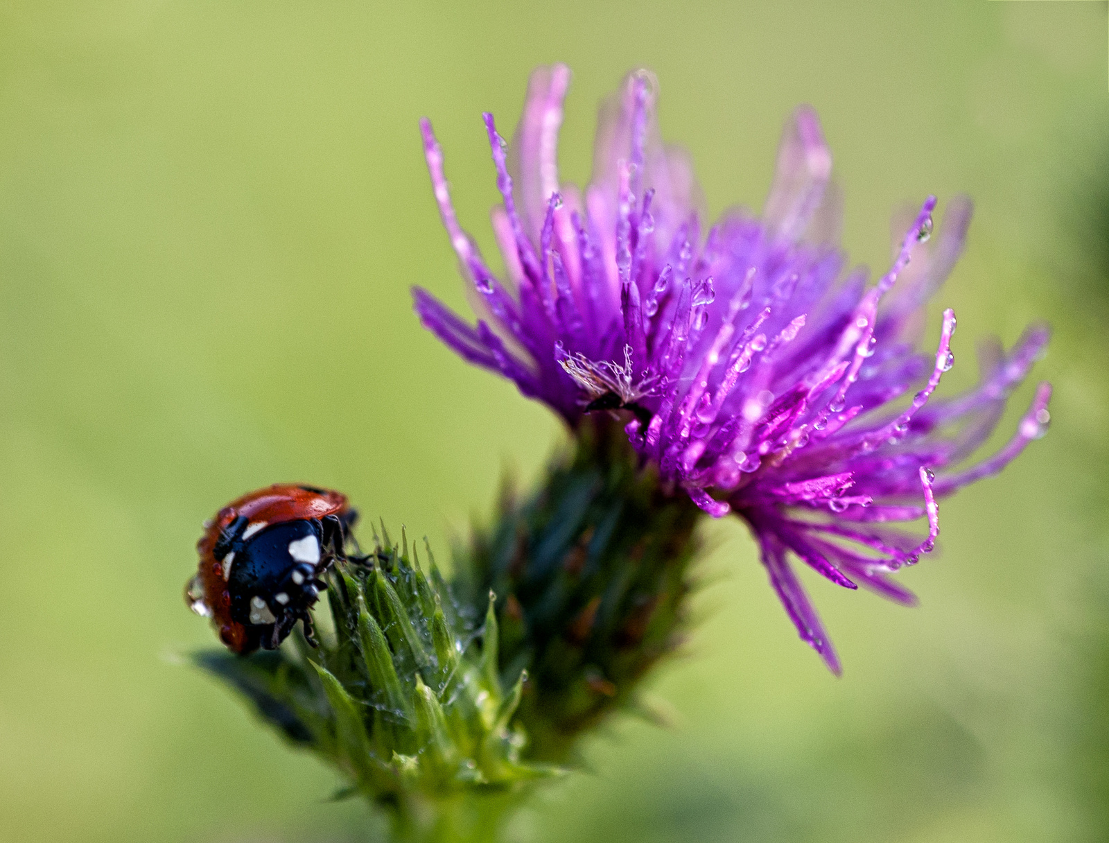 katicas másolata