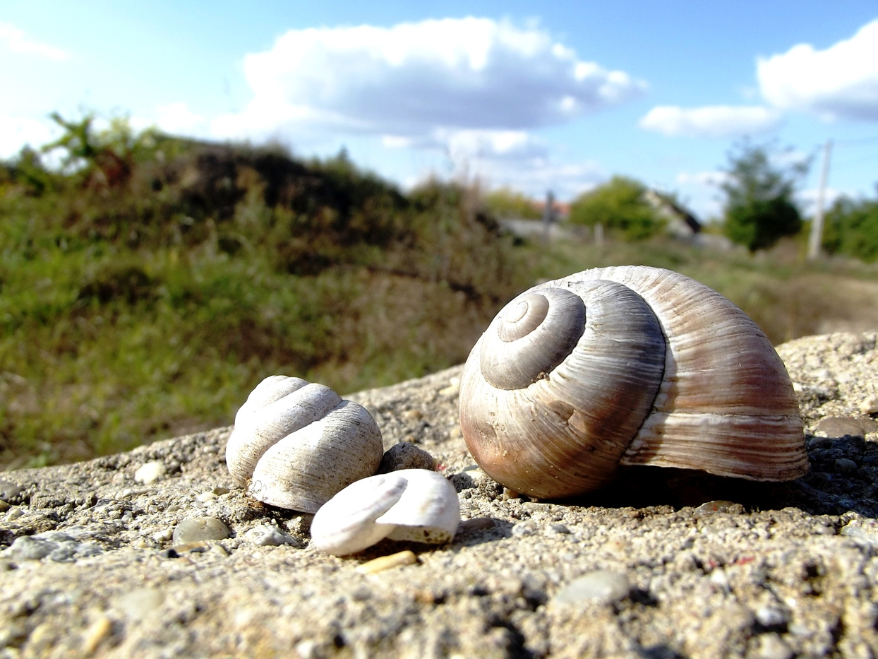 Snails on the stone