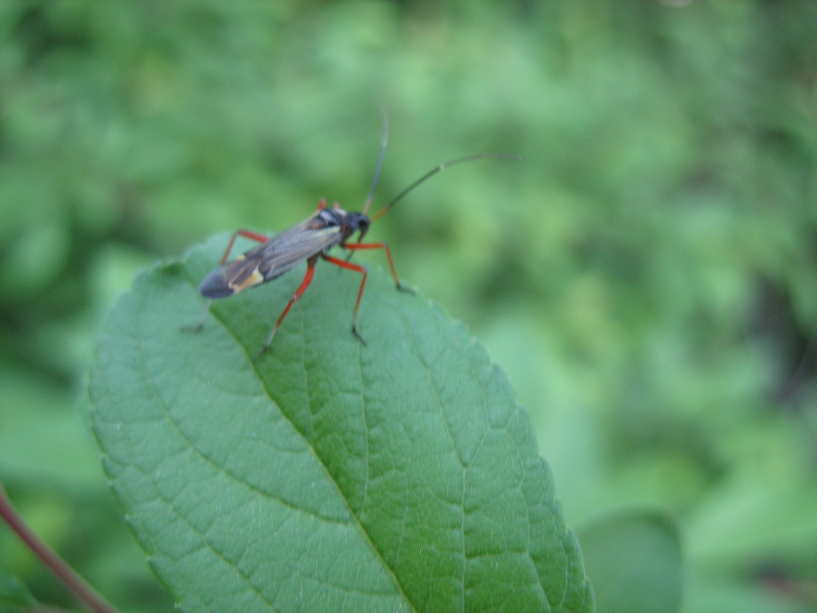 Sávos mezeipoloska (Miris striatus) 2