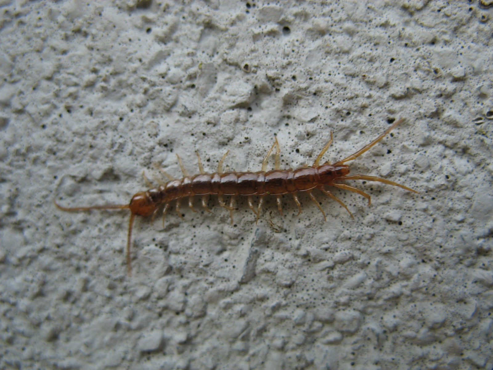 Barna százlábú (Lithobius forficatus)