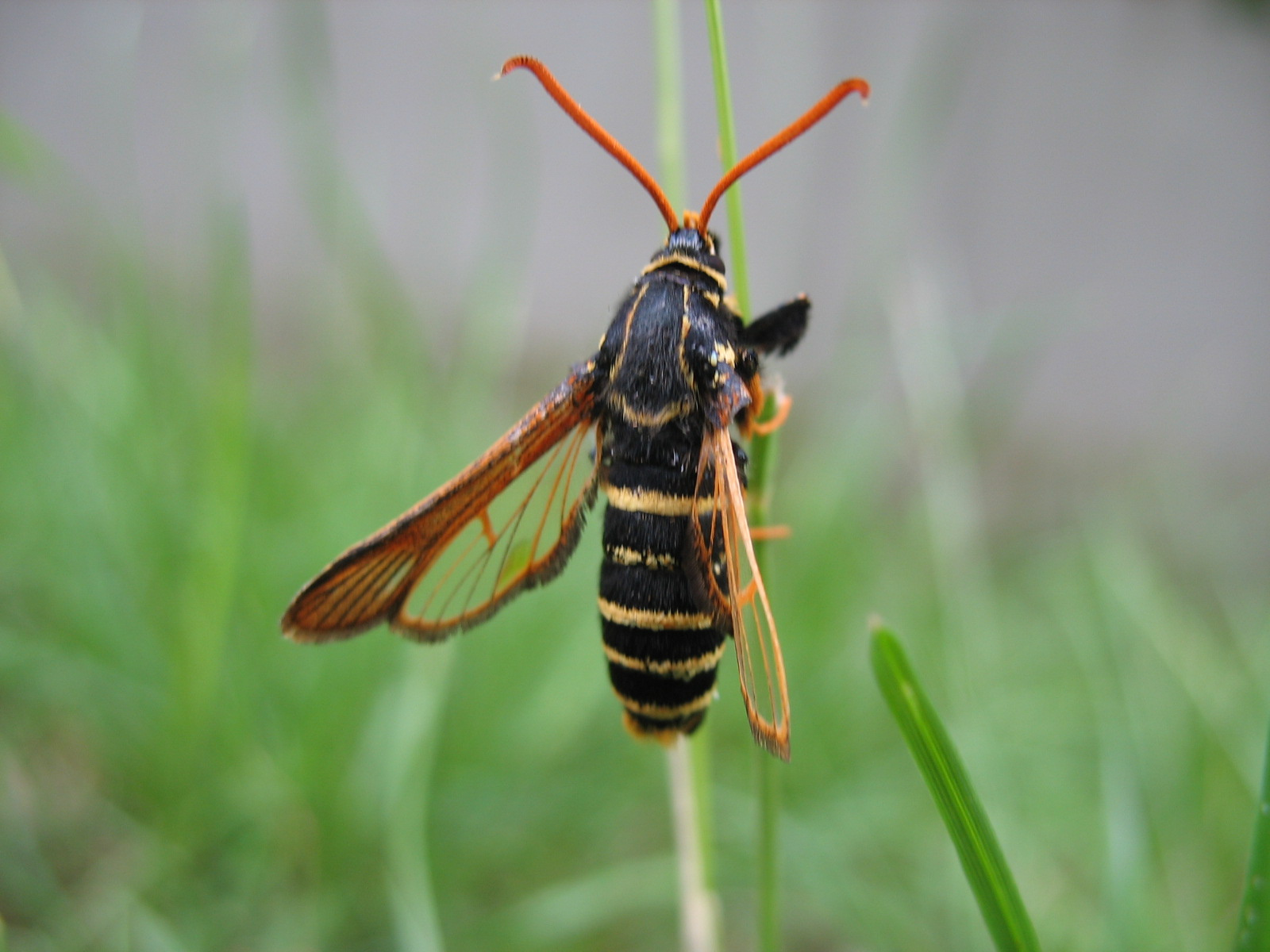 Tölgyfa-bögölyszitkár (Paranthrene insolitus) 2