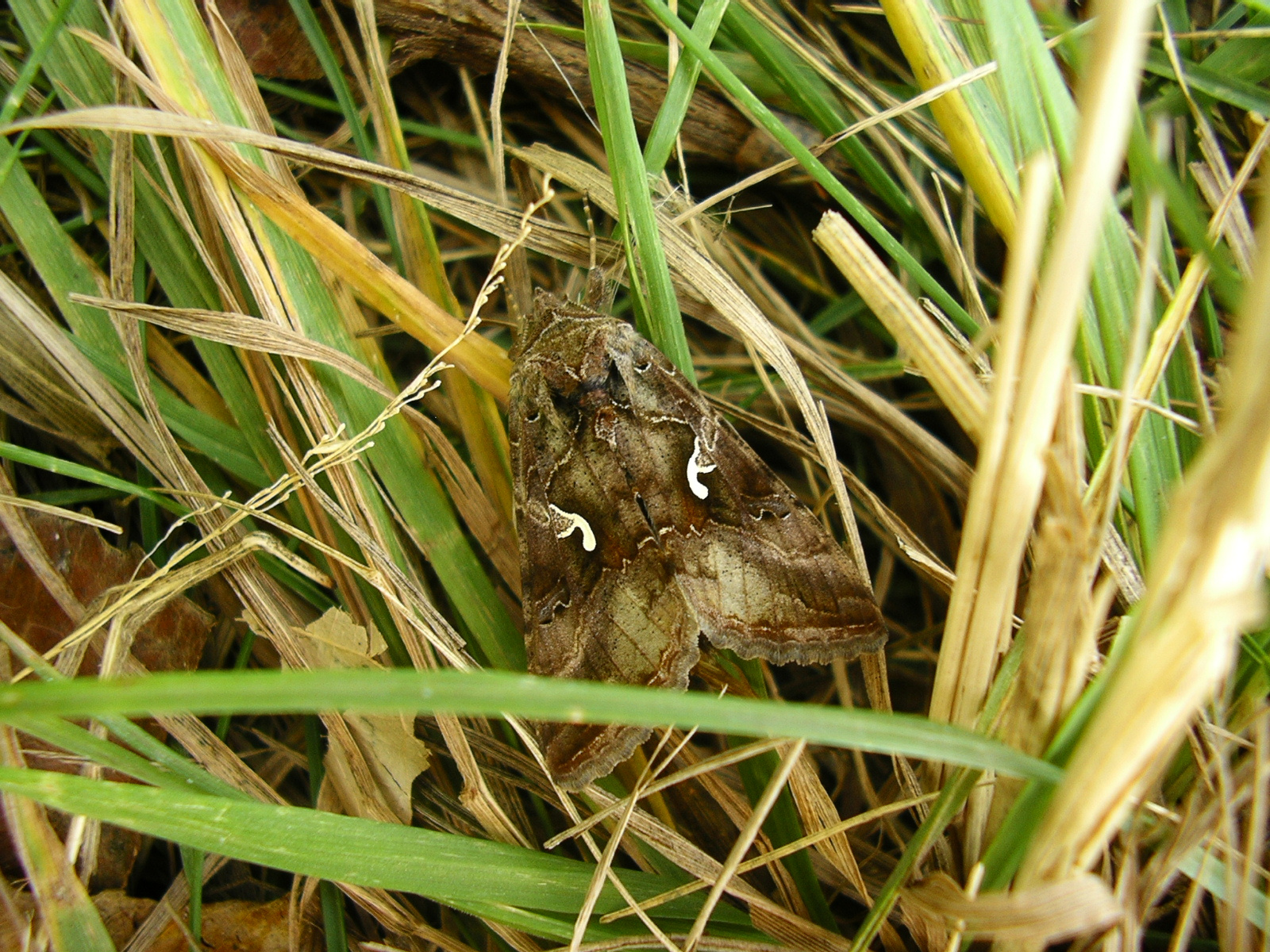 Ezüstgammás aranybagoly (Autographa gamma)