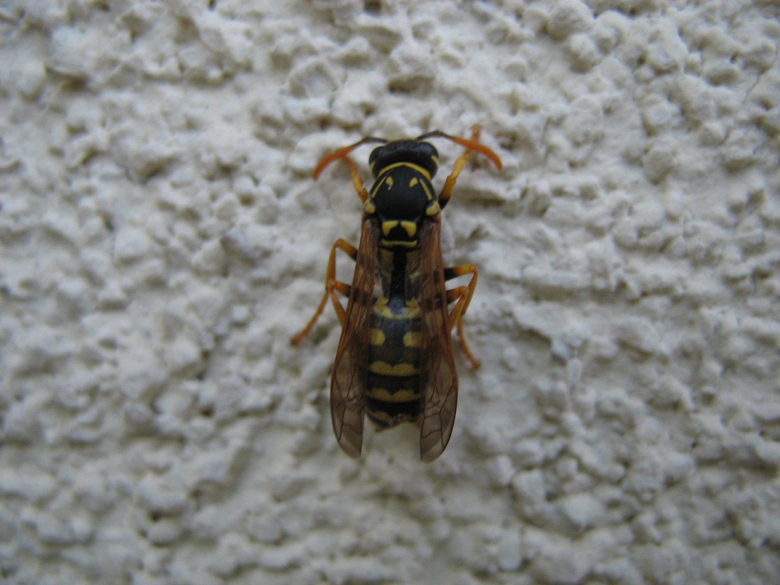 Papírdarázs (Polistes sp.) dolgozó (terméketlen nősény)