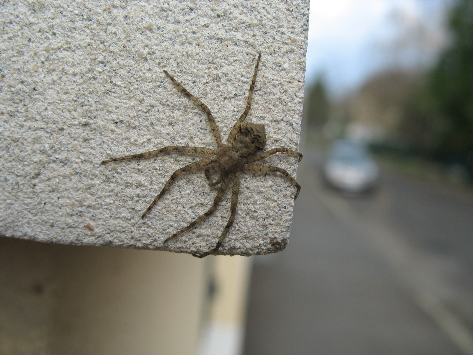 Bükkfa fürgekarolópók (Philodromus margaritatus)