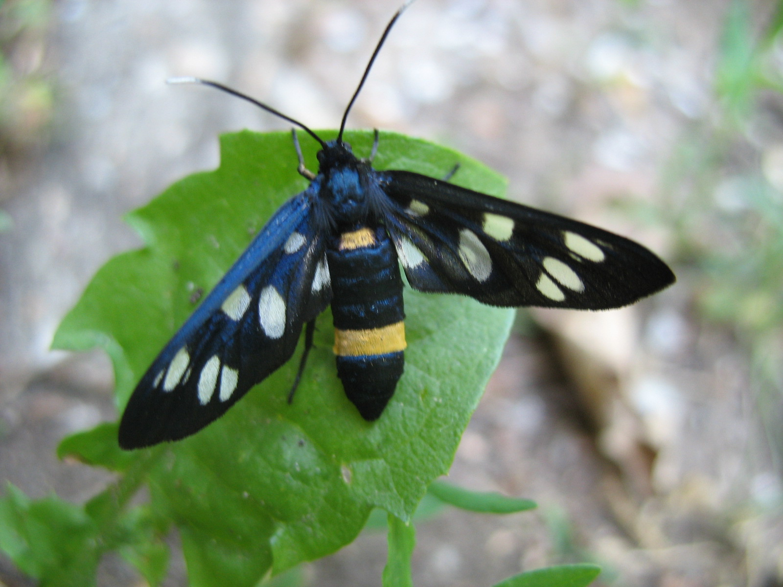 Fehérpettyes álcsüngőlepke (Amata phegea) nősténye