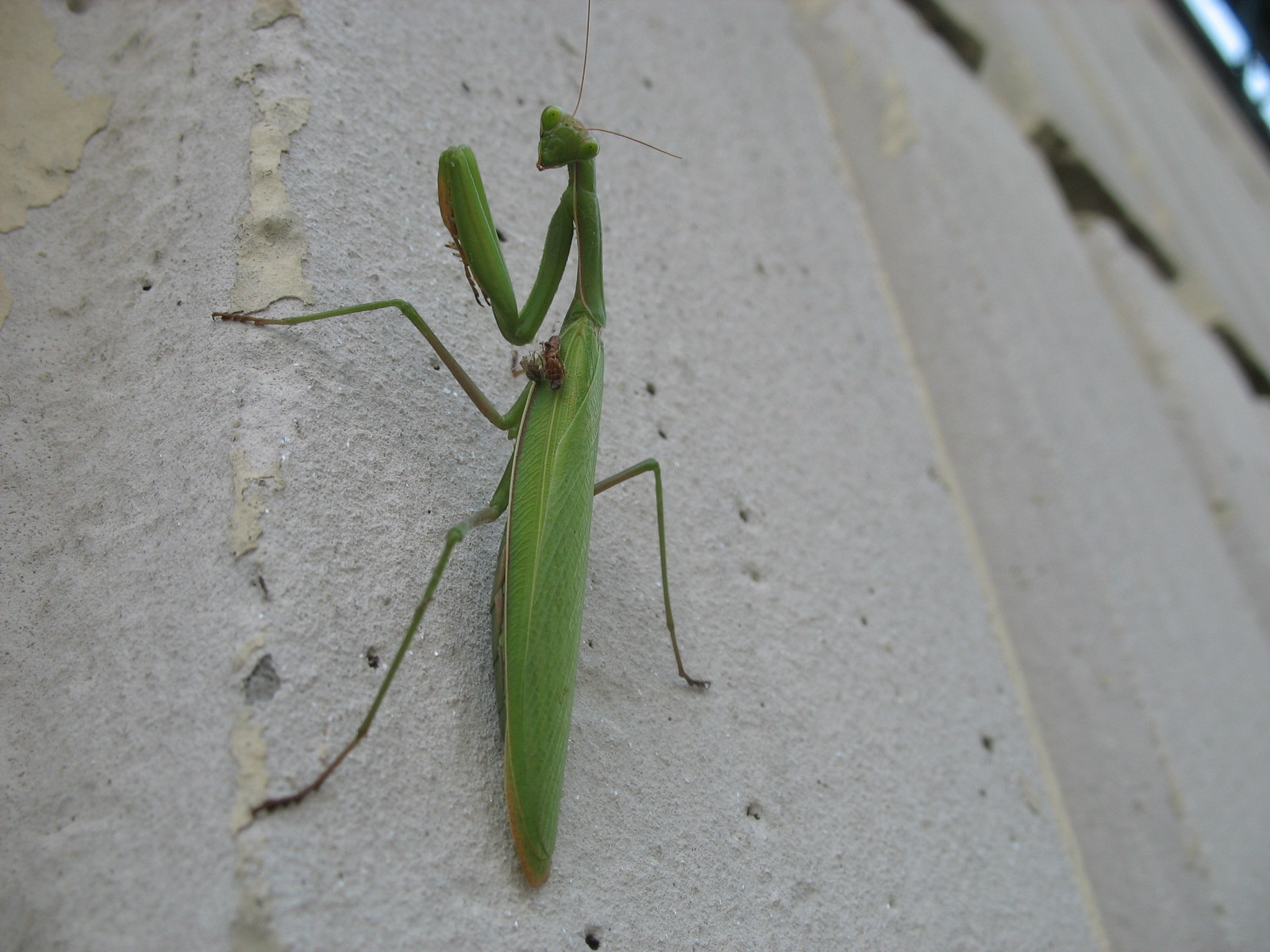 Imádkozó sáska (Mantis religiosa) nősténye 3