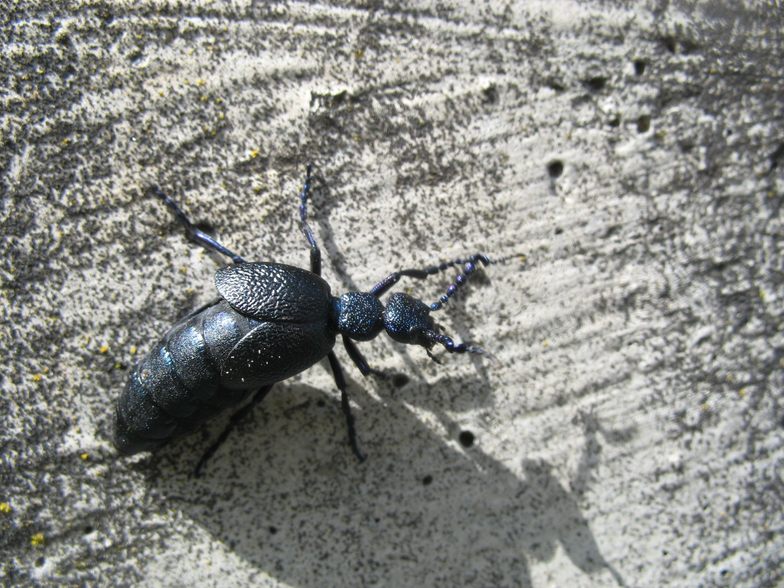 Közönséges nünüke (Meloe proscarabaeus) hímje 2