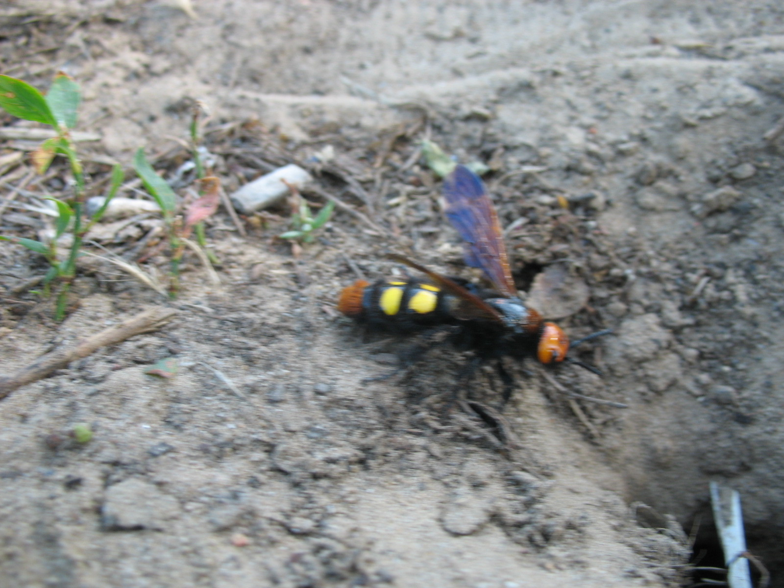 Óriás tőrösdarázs (Megascolia maculata flavifrons) nősténye