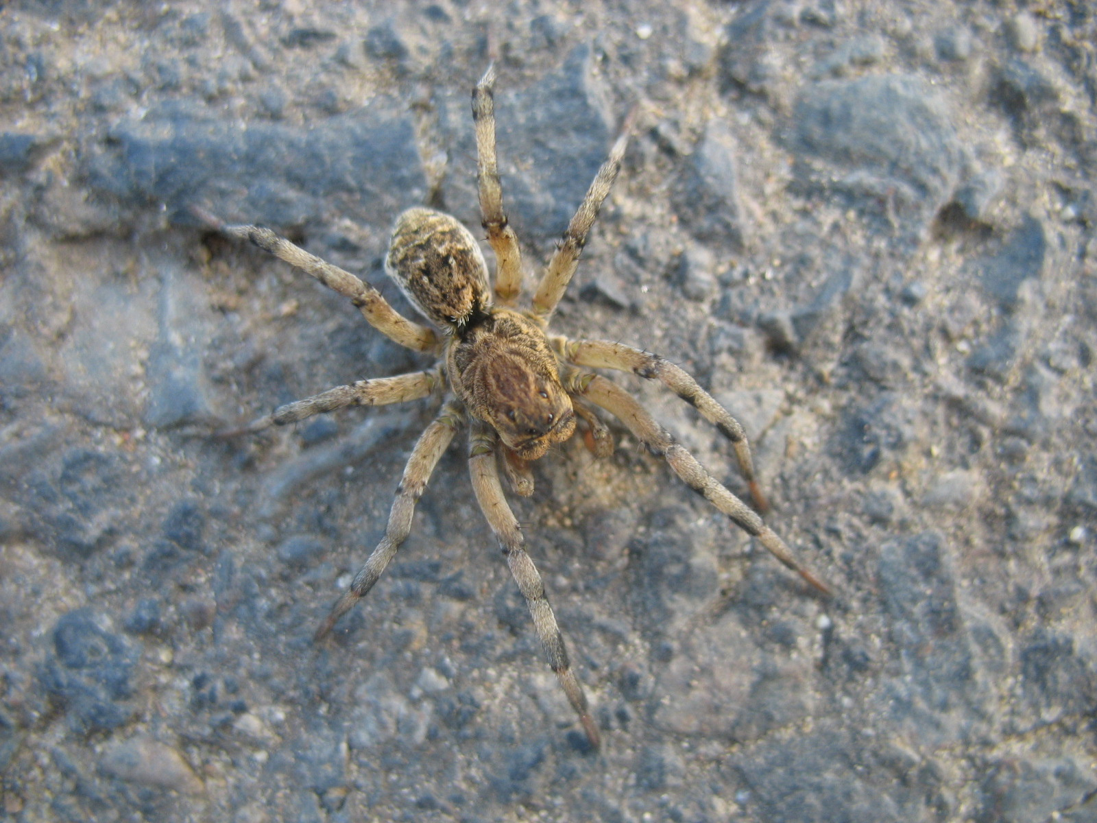 Pokoli cselőpók (Geolycosa vultuosa) 3