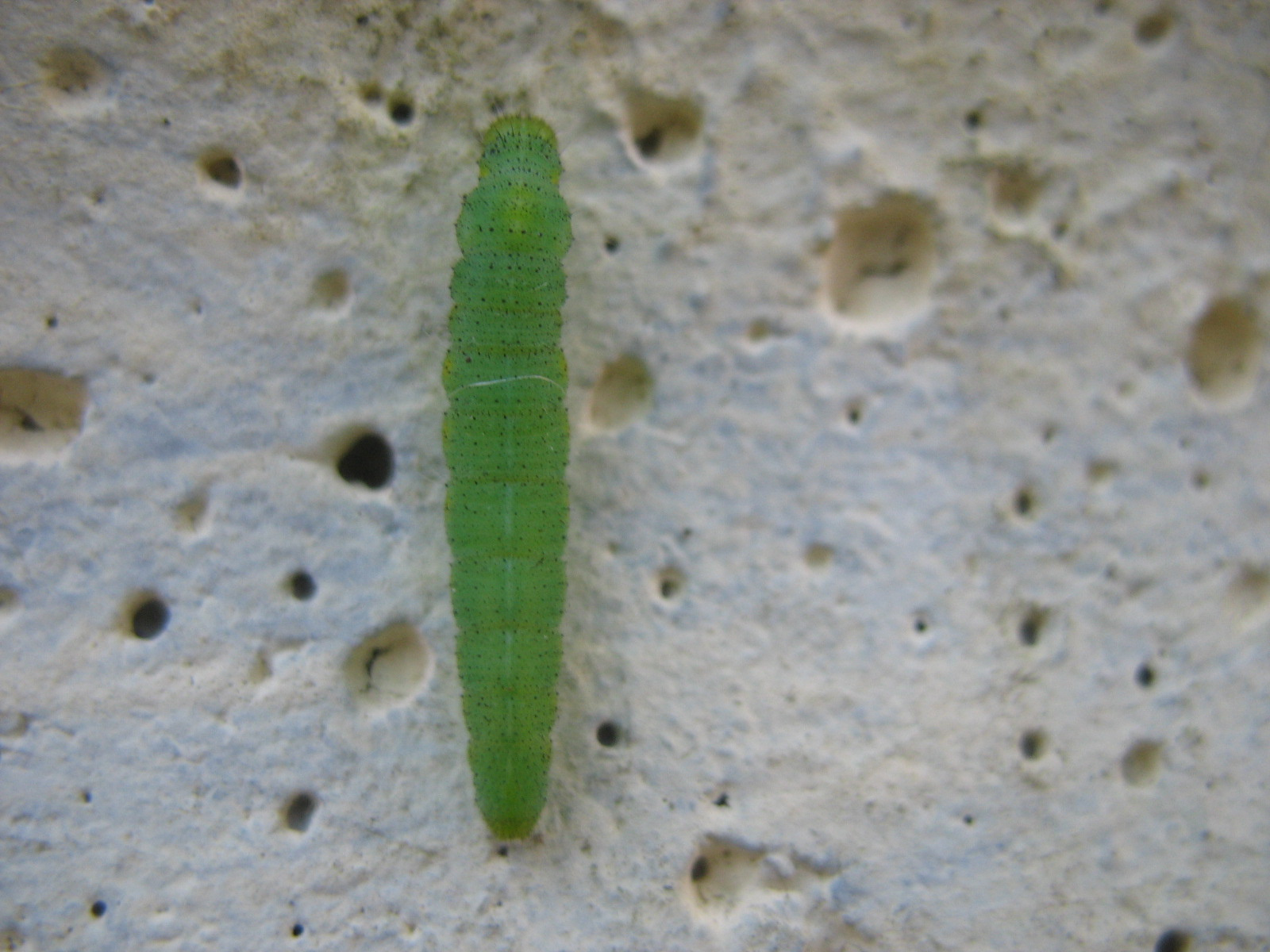 Repcelepke (Pieris napi) bábozódás előtti hernyója 2