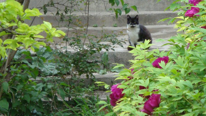 Virágos udvar cicával a Gellért-hegyen.