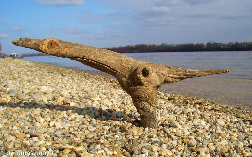 driftwood art in hungary
