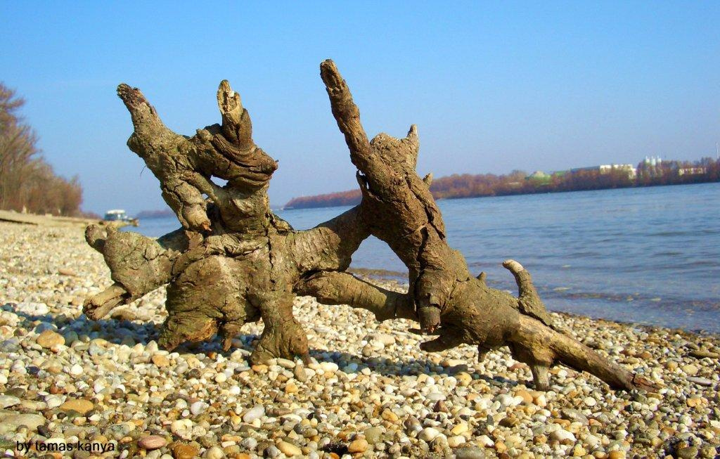 driftwood in hungary by tamas kanya