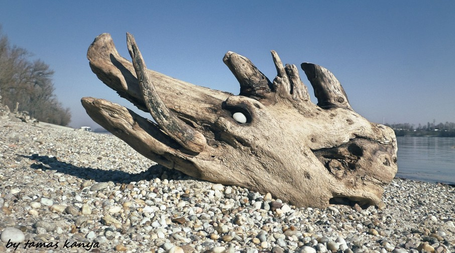 Driftwood art in Hungary by tamas kanya