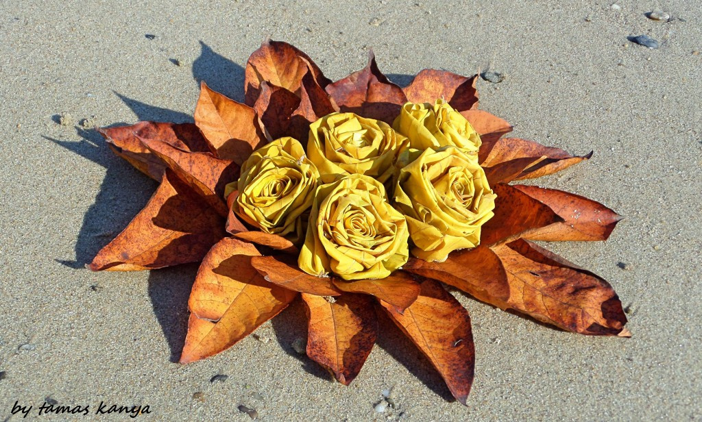 Fallen leaves rose from Hungary by tamas kanya