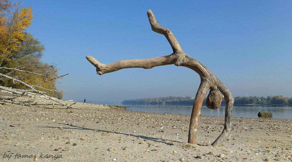 Driftwood art from Hungary byTamas Kanya