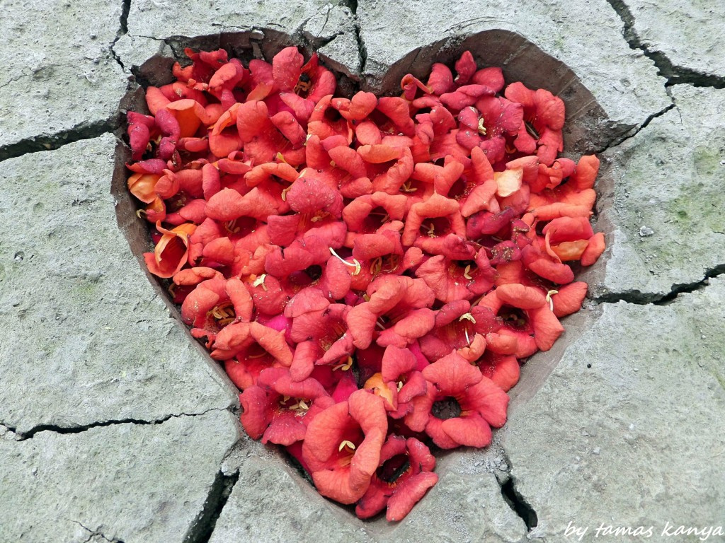 Land art flower heart by tamas kanya