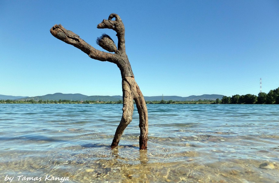 Driftwood art from Hungary by tamas kanya