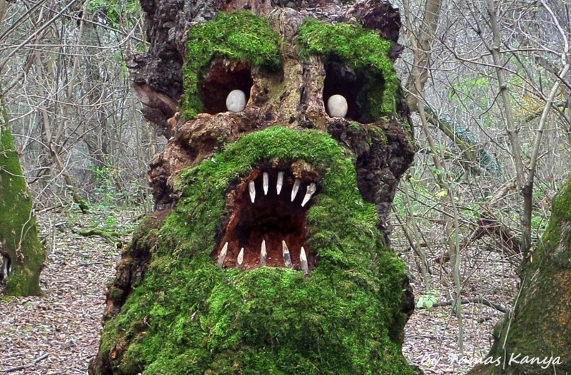 Tree face by tamas kanya