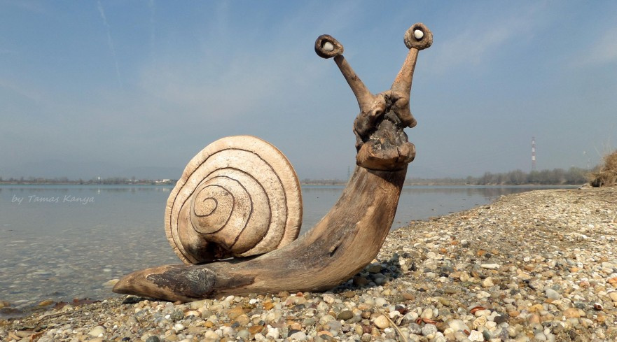 Driftwood snail by tamas kanya