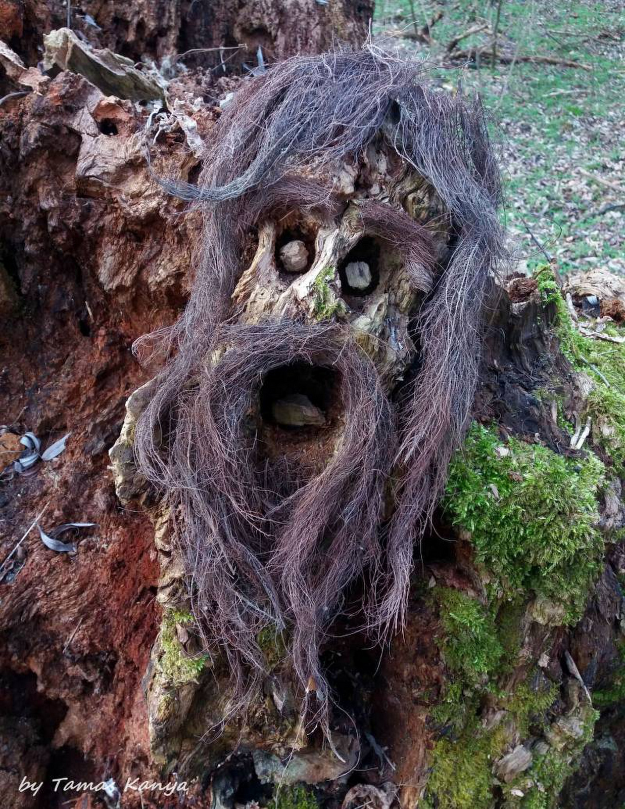 Tree face by tamas kanya