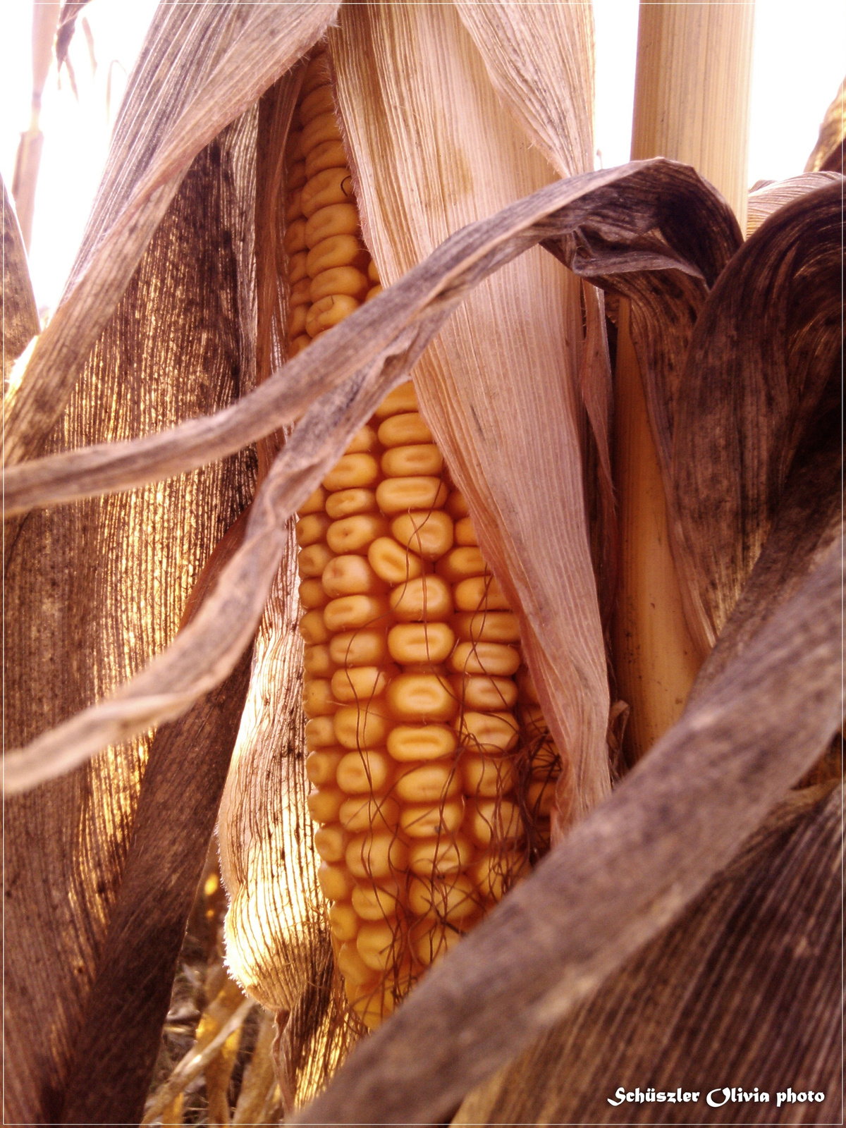 Kukoricaszemek