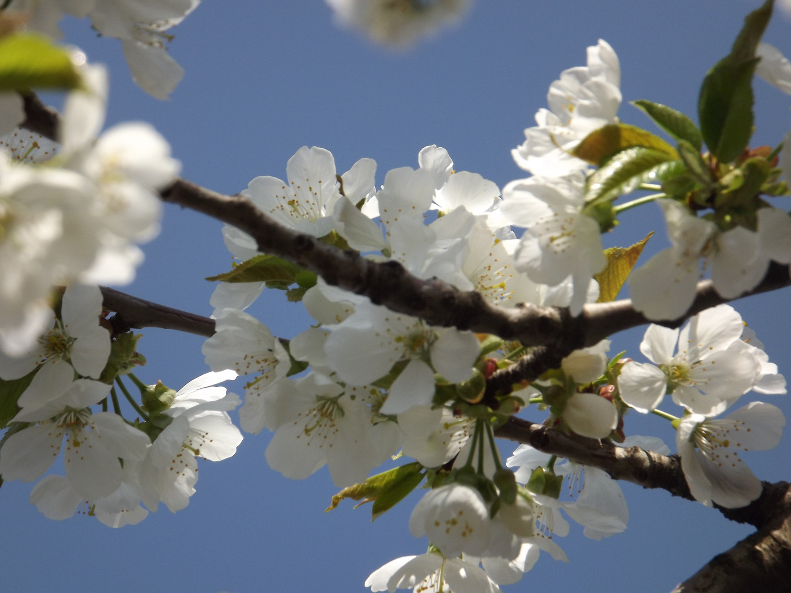 2014. március ,Cseresznyefa virága