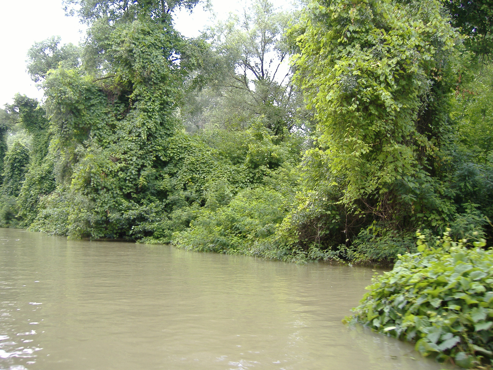 ózondús szőke Tisza