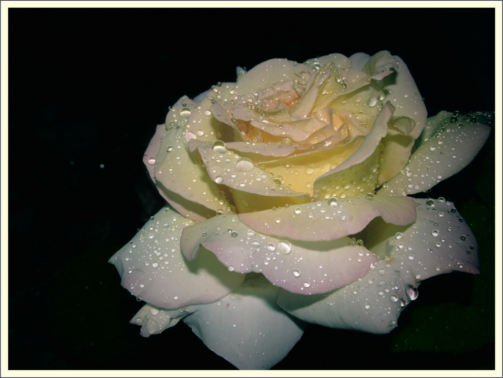 rózsa eső után...