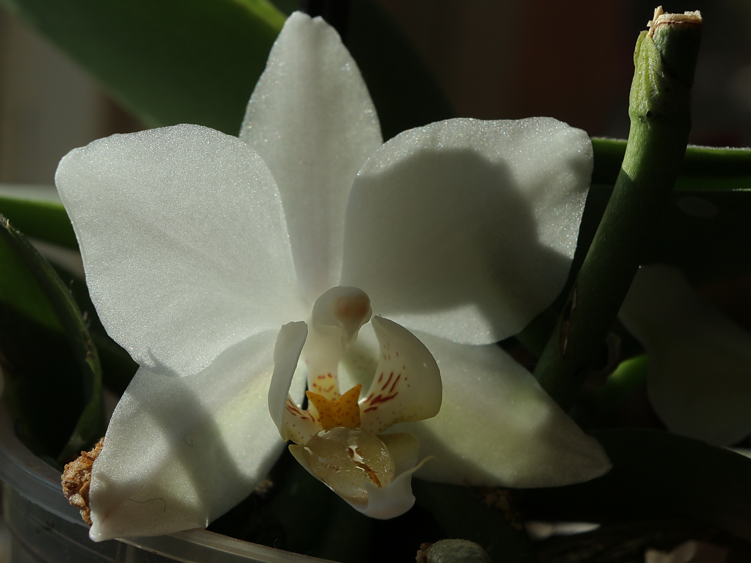 Törpe orchidea