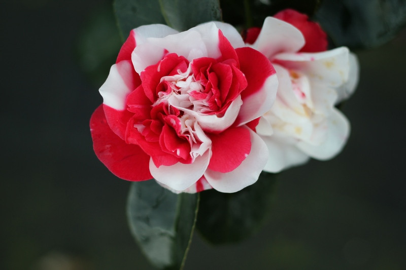 CAMELIA JAPONICA GENCOLETTI 80-100 CLT7 2