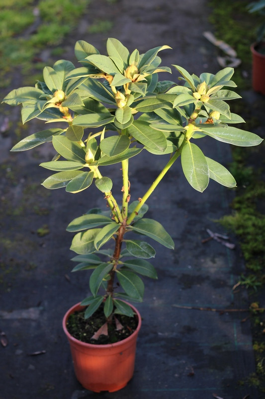 RHODODENDRON RED JACK 1-4T CLT3