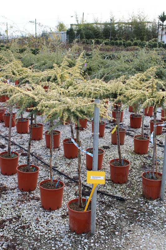 CEDRUS DEODARA GOLDEN HORIZON 1-2T CLT10