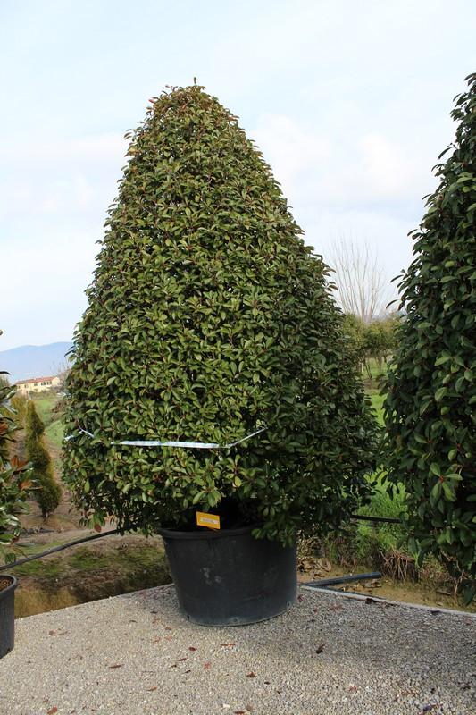 PHOTINIA FRASERI RED ROBIN CONO 350-400 XXTRA CLT375