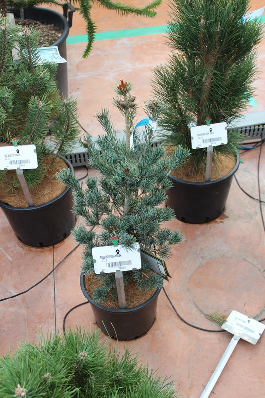 PINUS PARVIFLORA NEGISHI CLT10