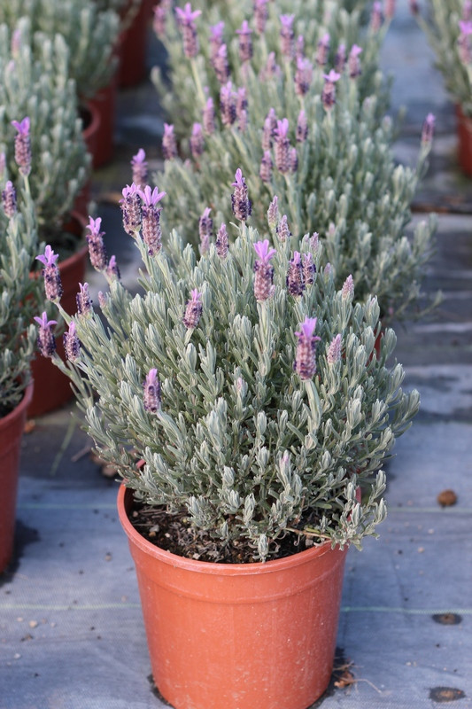 LAVANDULA STOECKAS 3L