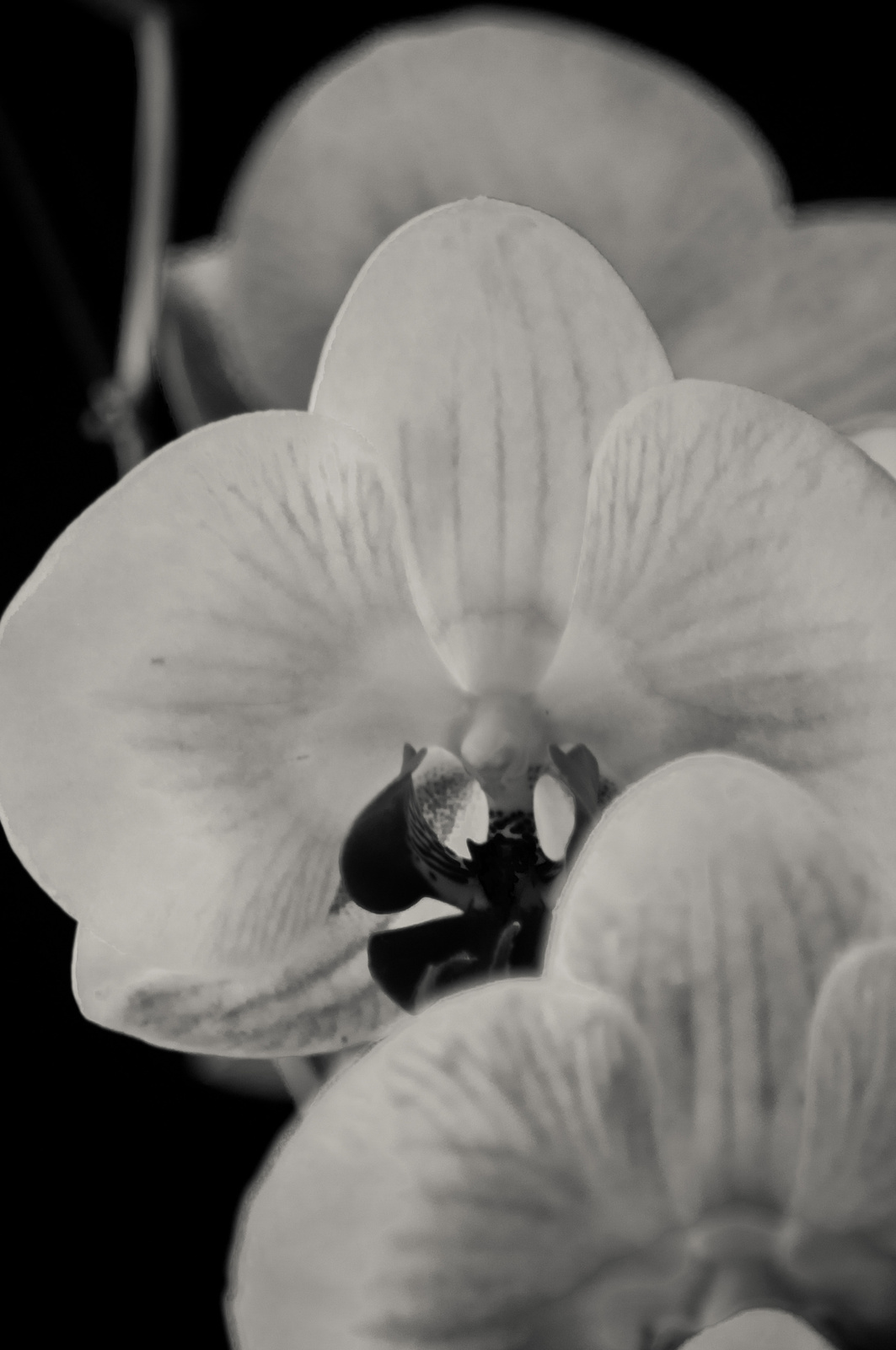 Orchidea ff