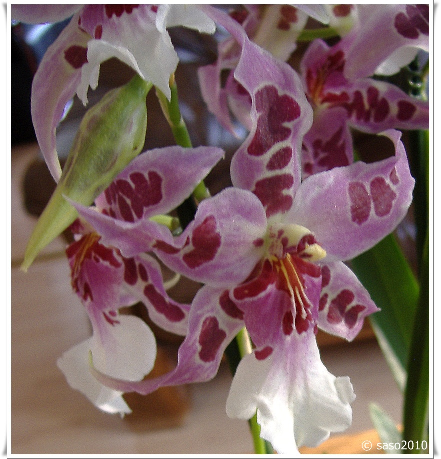 orchidea 01