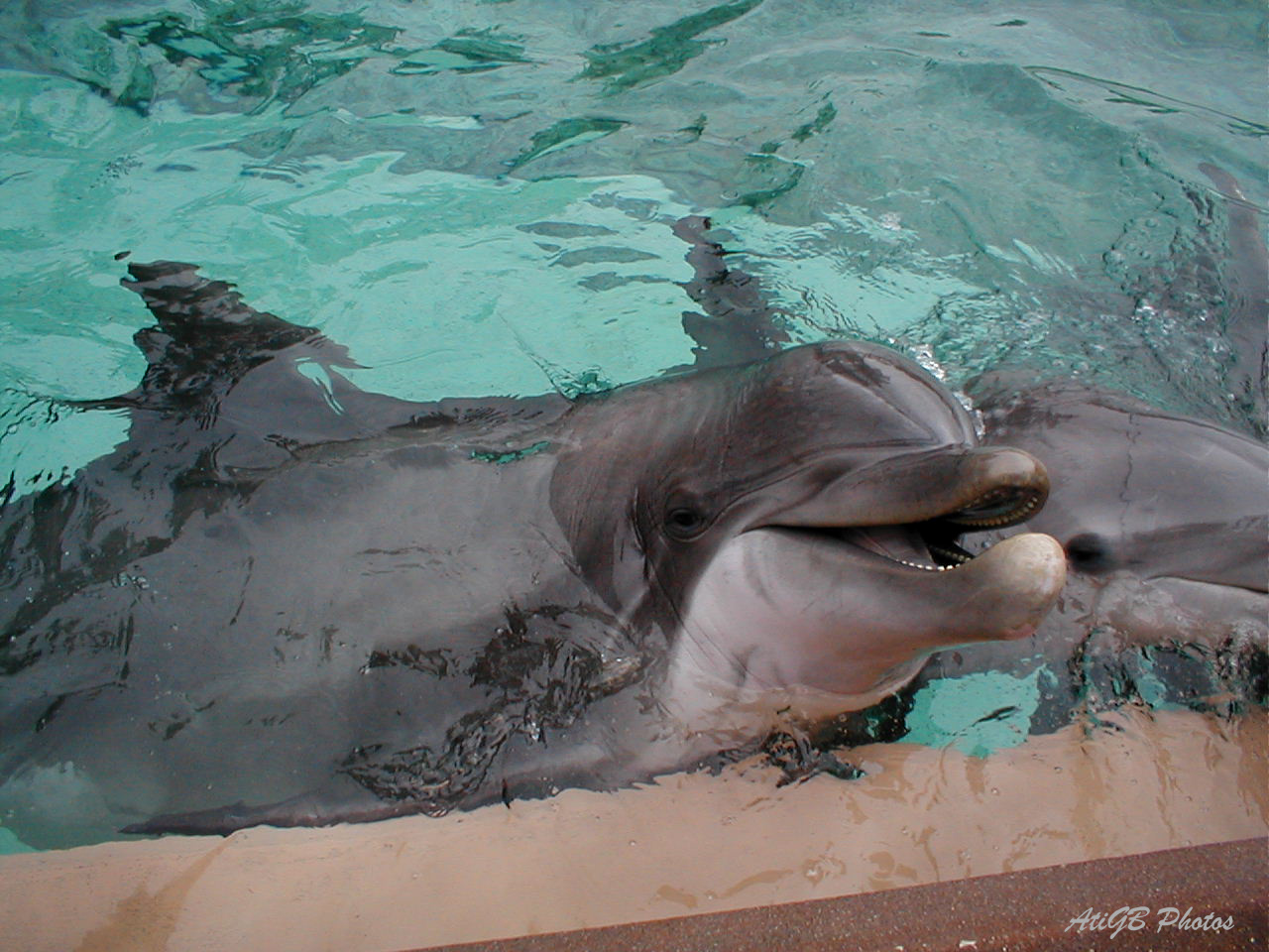 A delfin mosolya