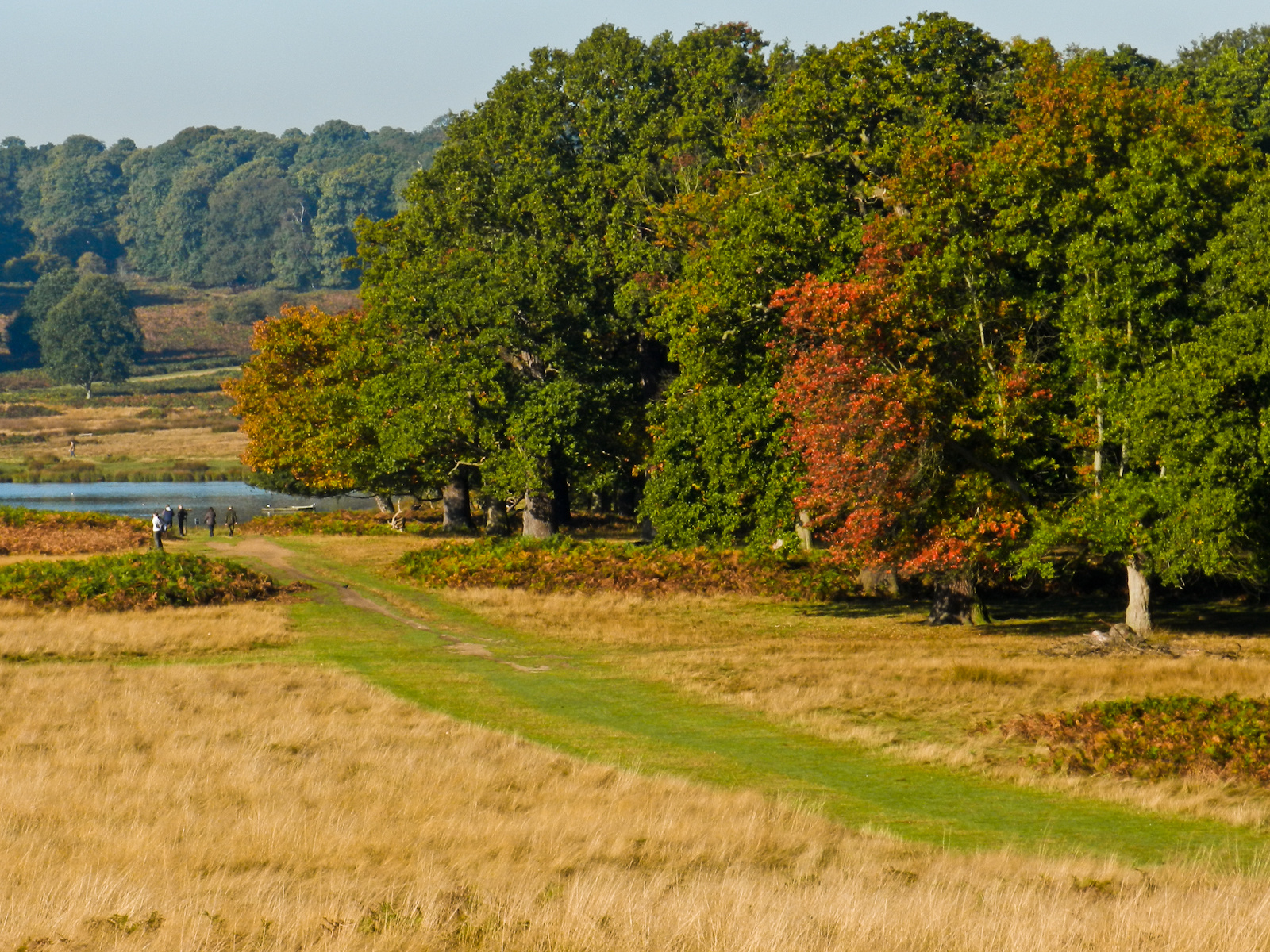 Richmond park, ősz: Az évszak színei