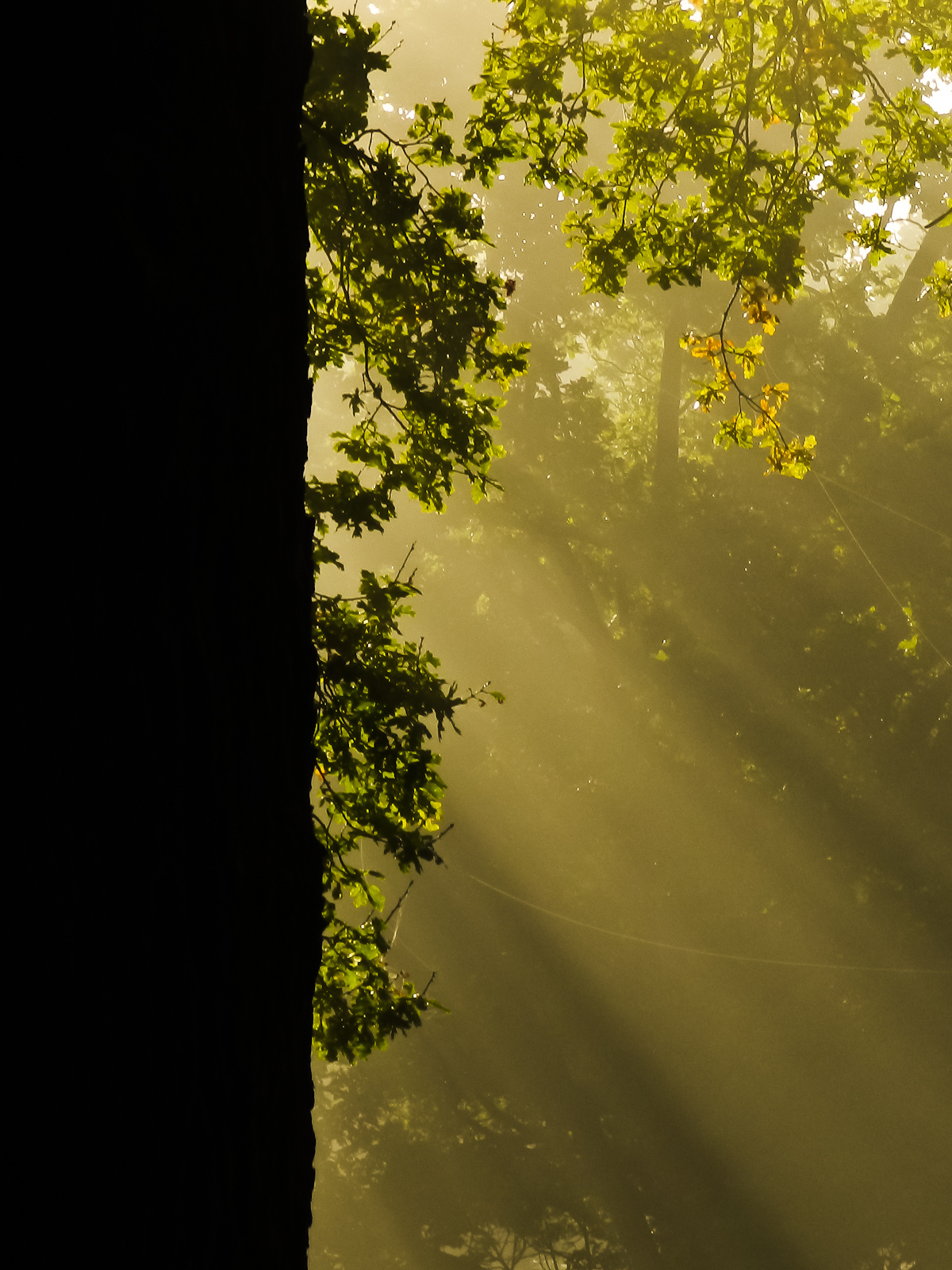 Richmond park, ősz: Súrló dicsfény