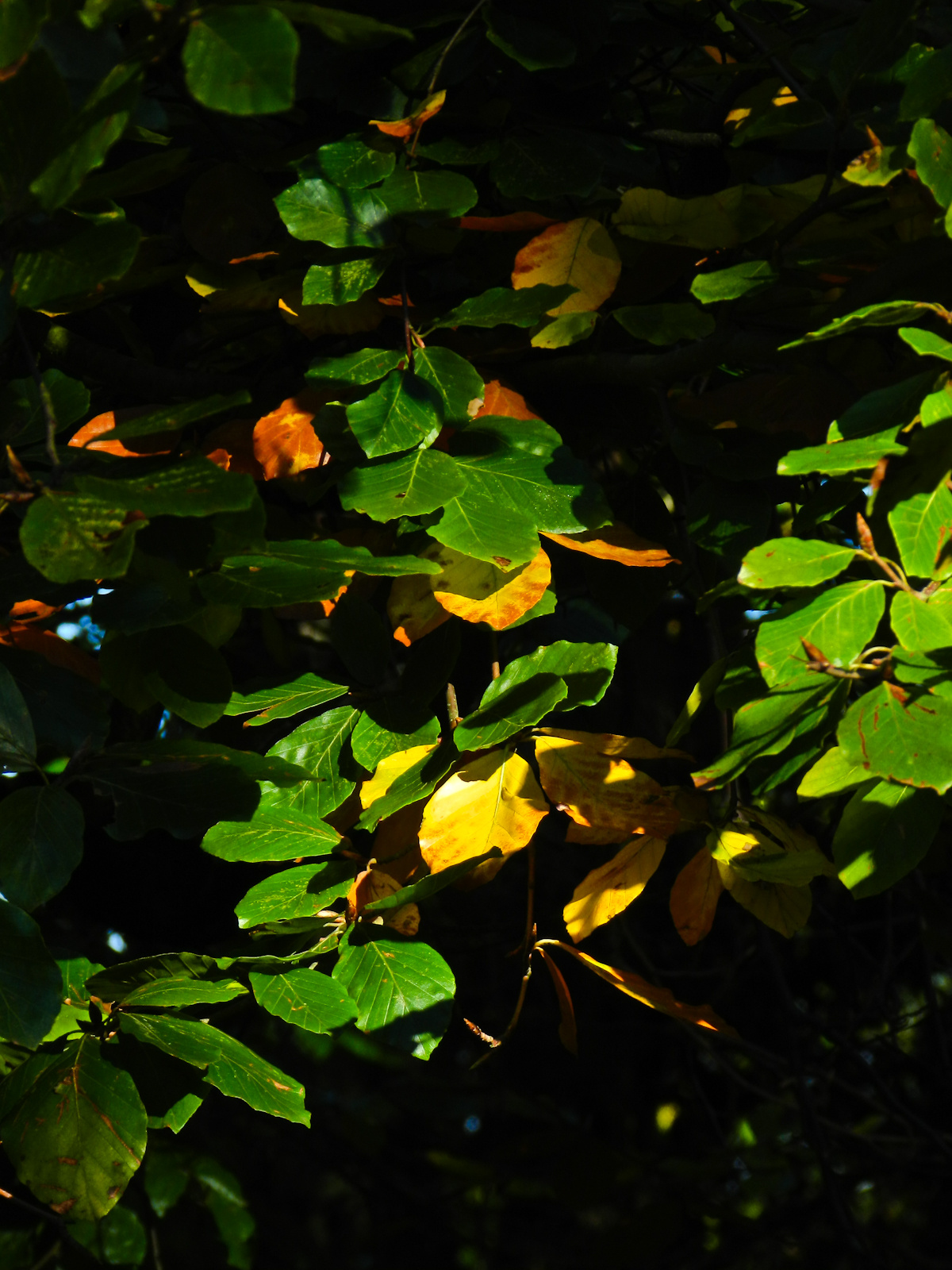 Richmond park, ősz: Kavalkád