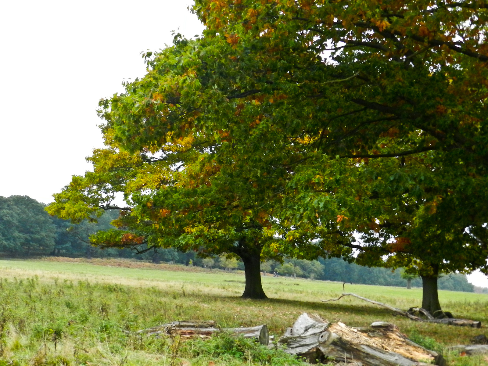 Kirándulás - Richmond park 20121021 044