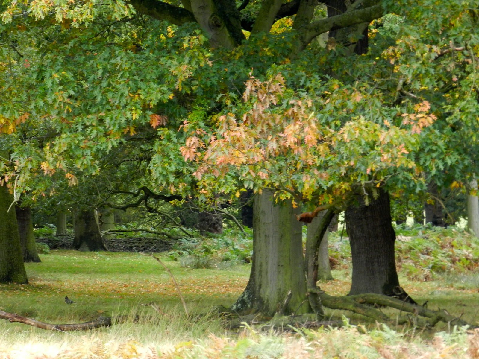 Kirándulás - Richmond park 20121021 097